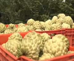 Custard Apple in Barshi | सीताफळांच नवं हब बार्शी | ABP Majha