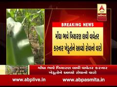 અરવલ્લીમાં મકાઈના પાકમાં લીલી ઈયળનો આતંક, જુઓ વીડિયો