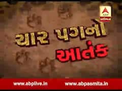 સુરેન્દ્રનગરઃ ચોટીલામાં ખેતરમાં દીપડાએ વાછરડાનું કર્યું મારણ, જુઓ વીડિયો