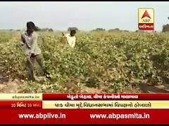 પાક વિમા પર રાજકારણ શરૂ, કોંગ્રેસે કહ્યું- ખેડૂતોને વળતર ચૂકવો તો બીજેપી બોલી.........