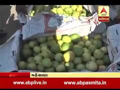 મહેસાણાઃ બાગાયતી ખેતીને નુકસાન, જામફળના પાકમાં સુકારાનો આવ્યો રોગ