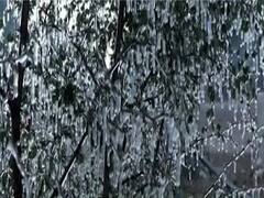 राजस्थान का रेगिस्तान बना बर्फिस्तान ! माउंट आबू में तापमान -3 डिग्री