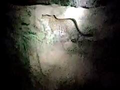 પોરબંદરઃ ભોરશર સીમ વિસ્તારમાં દીપડાએ દેખા દેતા ભયનો માહોલ, જુઓ વીડિયો