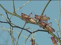 गुजरात के सरहदी इलाकों में टिड्डियों का आतंक, फसलों में तबाही