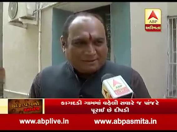 એક દીપડી પાંજરે પૂરાતા સંતોષ માનીને વન વિભાગે બેસી ન રહેવું જોઇએઃ રિબડિયા