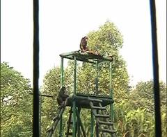 বর্ষবরণের উৎসবে মাতোয়ারা শহর, ভিড় জমেছে পার্ক স্ট্রিট, চিড়িয়াখানা, নিক্কো পার্কে