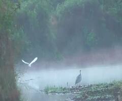Cold Wave | सांगली, सिंधुदुर्ग जिल्ह्यात धुक्याची चादर, थंडीचा आंबा, काजूच्या पिकांना फायदा | ABP Majha 