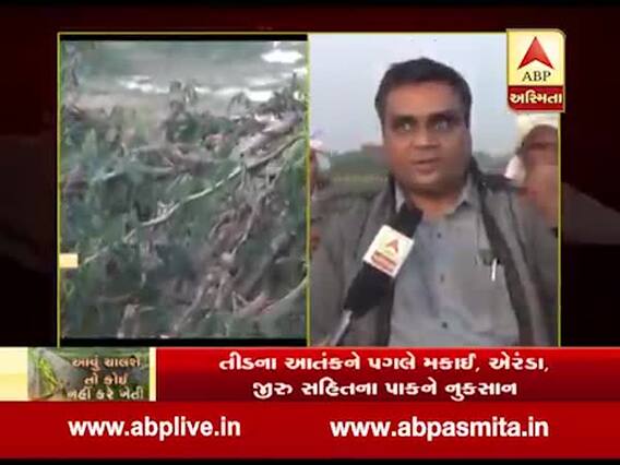 બનાસકાંઠાના છેવાડાના ગામમાં તીડના ધામા, ખેડૂતોએ શું કહ્યું? જુઓ વીડિયો