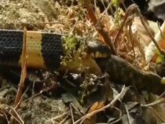 UP: Watch how snake eats another snake at Dudhwa Tiger Reserve