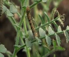 Weather Effect | ढगाळ वातावरणामुळे रब्बीच्या पिकावर किडीचा प्रादुर्भाव | ABP Majha