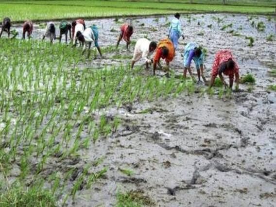 પડ્યા પર પાટુઃ માવઠાથી મહેસાણાના જોટાણા ગામના ખેડૂતોની સરગવાની ખેતી નિષ્ફળ, જુઓ વીડિયો