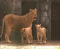 বড়দিনের সকালে চিড়িয়াখানায় কচিকাঁচাদের ঢল, দুই সিংহ শাবককে দেখতে ভিড়