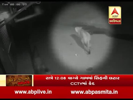 અમરેલીઃ રાજૂલામાં સિંહની લટારનો વીડિયો વાયરલ
