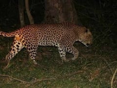 બગસરાઃ દીપડાની દહેશતને પગલે મજૂરો ભાગ્યા હોવાનો લોકોનો દાવો, જુઓ વીડિયો