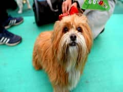 Watch: Pet festival in Delhi attracts one and all