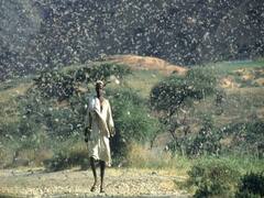 મુદ્દાની વાતઃ પાકિસ્તાનમાંથી સતત આવી રહ્યું છે તીડનું વાવાઝોડું, જુઓ ખાસ અહેવાલ