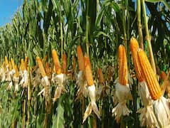 મુદ્દાની વાતઃ મકાઈના પાક પર લીલી ઇયળોનું આક્રમણ, જુઓ ખાસ અહેવાલ