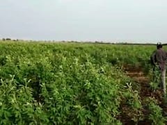 રાજ્યમાં રવિ વાવેતરનો પ્રારંભ, 30 ટકાથી વધુ વાવેતર પૂર્ણ, જુઓ વીડિયો