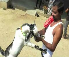 Special Report | बोकडाच्या व्यसनानं माणसंही हैराण | स्पेशल रिपोर्ट | भंडारा | ABP Majha