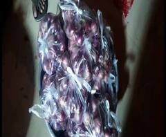 Reporter Stories: উত্তর চব্বিশ পরগনার ২২ টি ব্লকে শুরু হল ৫৯ টাকা কেজি দরে পেঁয়াজ বিক্রি