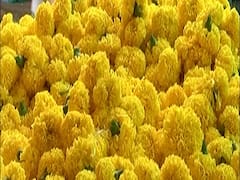 લગ્નની સિઝનમાં ફૂલોના વેપારમાં ઘટાડો, ભાવ વધ્યા ને માંગ ઘટી, જુઓ વીડિયો