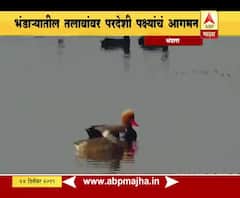 Bird in Bhandara | भंडाऱ्यात परदेशी पक्ष्यांचं आगमन, तब्बल पाच हजार किमीचा प्रवास| ABP MAJHA