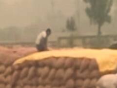 किसानों पर दोहरी मार, बारिश ने ठंड बढ़ाने के साथ फसलों को किया बर्बाद, सरकार से मुआवजे की मांग