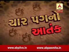 અસ્મિતા વિશેષઃ ચાર પગનો આતંક l ABP Asmita l l 08-12-2019