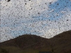 બનાસકાંઠા જિલ્લામાં તીડનું આક્રમણ યથાવત, જુઓ વીડિયો