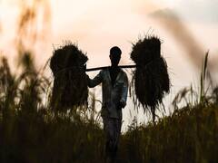 Hailstorm destroys several crops in Madhya Pradesh, Haryana 