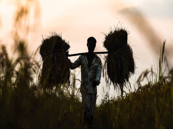 Hailstorm destroys several crops in Madhya Pradesh, Haryana 