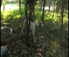 ভিডিওয় দেখুন, শিলিগুড়ির বেঙ্গল সাফারিতে বাঘের এনক্লোজারে খারাপ পর্যটকদের বাস! আতঙ্ক