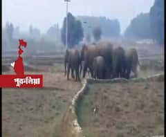 পুরুলিয়ায় হাতির আক্রমণে জখম যুবক