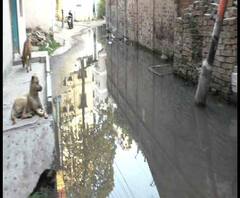 Reporter Stories: শীতেও জলমগ্ন, বরানগর পুরসভার ২৪ নম্বর ওয়ার্ডে ডেঙ্গি আতঙ্ক