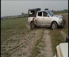 দেখুন, কীভাবে চিতাবাঘকে বন্দি করল বন দফতর