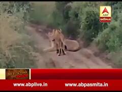 જૂનાગઢઃ સિંહ પરિવારની મસ્તી કેમેરામાં થઇ કેદ, જુઓ વીડિયો 