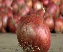 Onion Rates Hike | कांद्याचं उत्पादन घटल्याने नव्या कांद्याला यंदा चांगला भाव | नाशिक | ABP Majha