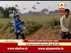 બનાસકાંઠા-પાટણમાં સતત ત્રીજા દિવસે તીડનો આતંક યથાવત, જુઓ ખાસ રિપોર્ટ