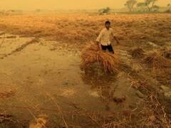 પોરબંદરઃ માવઠું પડતા ધાણા, જીરું, ઘઉં અને ચણાના પાકને મોટું નુકસાન, જુઓ વીડિયો