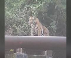 Tiger I चंद्रपूरमध्ये महाऔष्णिक वीज केंद्रात पुन्हा एकदा वाघोबाचे दर्शन I एबीपी माझा 