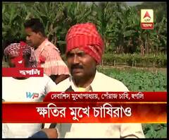 পেঁয়াজের মূল্যবৃদ্ধিতে ক্ষতির মুখে চাষিরাও, দাম পাচ্ছেন কেজি প্রতি ৭-৮ টাকা