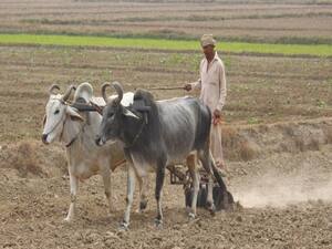 MP govt comes in action, promises to solve urea shortage and bust suppliers of fake seeds 