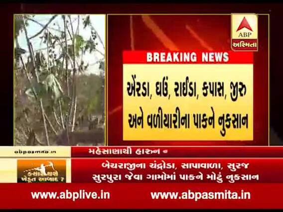 મહેસાણાઃ કમોસમી વરસાદથી એરંડા, ઘઉં, કપાસ, જીરું અને વરિયાળીના પાકને નુકસાન, જુઓ વીડિયો