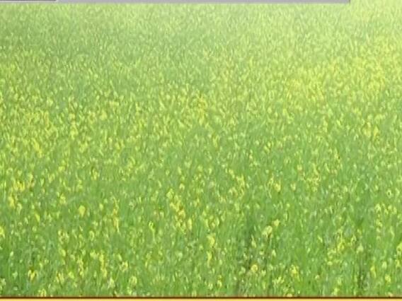 बेमौसम बारिश का किसानों पर कहर, पानी और ओलावृष्टि से फसलें बर्बाद