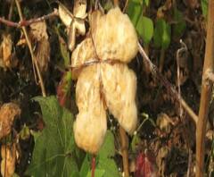 Explainer | संशोधनातून बदलला आहे कापसाचा रंग | ABP Majha 