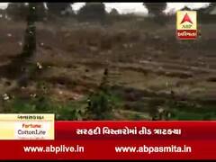 બનાસકાંઠાના સરહદી વિસ્તારોમાં તીડ ત્રાટકતા પાકને મોટું નુકસાન, જુઓ વીડિયો 