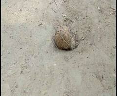 বাসন্তীতে তৃণমূলের গোষ্ঠীদ্বন্দ্ব, চলল গুলি, মৃত দলীয় কর্মী, আরও খবর একঝলকে