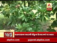 મુદ્દાની વાતઃ નવસારીમાં ચીકુ પકવતા ખેડૂતો ચિંતામાં, જુઓ ખાસ અહેવાલ
