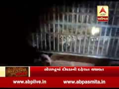 અમરેલીઃ ધારીમાં દીપડો પાંજરે પુરાયો, જુઓ વીડિયો