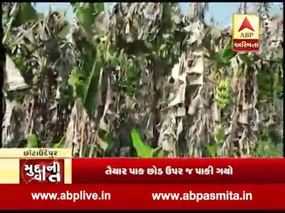 મુદ્દાની વાતઃ છોટાઉદેપુરમાં કેળાનો પાક સડી જતાં મોટું નુકસાન, જુઓ ખાસ અહેવાલ